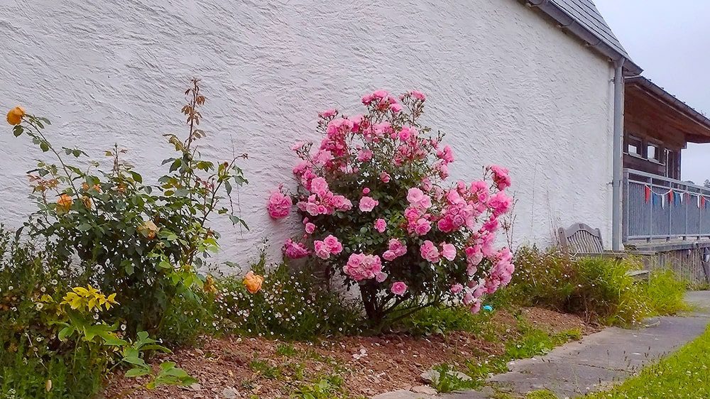 The garden with pink rose bush